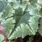 Cyclamen hederifoliumLeaf