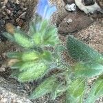 Echium parviflorum Λουλούδι