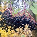 Sambucus nigra Fruit