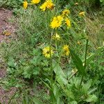 Crepis conyzifolia Leaf