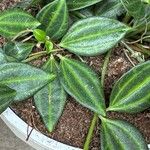 Peperomia quadrangularis Hoja