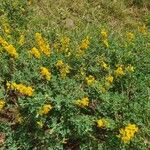 Crotalaria emarginella Hábito