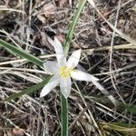 Leucocrinum montanum Flower