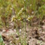 Juncus capitatus Hábito