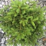 Picea rubens Leaf