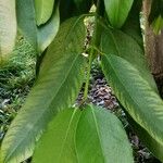 Garcinia xanthochymus ഇല