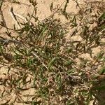 Salicornia perennis Blatt