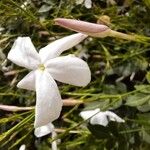 Jasminum grandiflorum Цветок