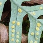 Polypodium vulgare Gyümölcs