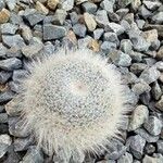 Mammillaria hahniana Fulla