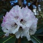 Rhododendron pudorosum Flor