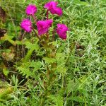 Pedicularis megalantha Агульны выгляд