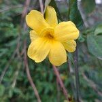 Jasminum mesnyi Flower