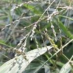 Panicum maximum Fruto