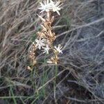 Trachyandra saltii Kvet
