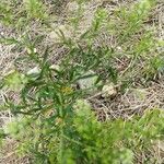 Lepidium ruderale Leaf