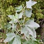 Populus albaBlatt