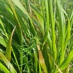 Cyperus strigosus 葉