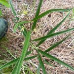 Asclepias longifolia Feuille