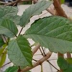 Handroanthus chrysanthus 叶