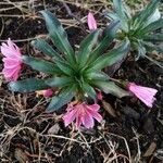 Lewisia longipetala ᱥᱟᱠᱟᱢ