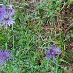 Symphyotrichum georgianum ശീലം