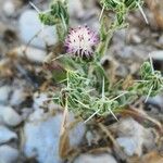 Centaurea bruguieriana Habitus