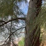 Casuarina equisetifolia Bark