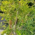 Melaleuca hypericifolia Облик