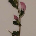Ononis arvensis Flower