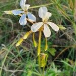 Pelargonium multibracteatum Floare