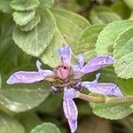Coleus neochilus Flower