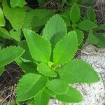 Penstemon fruticosus 葉