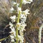 Reseda alba Floare