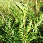 Tanacetum vulgareLeaf