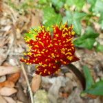 Haemanthus coccineus Květ