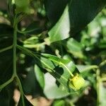 Euonymus carnosus Fruit