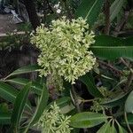 Alstonia scholarisBlomma