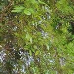 Matayba elaeagnoides Leaf