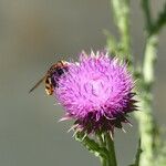 Onopordum tauricum Flower