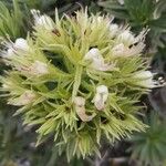 Echium aculeatum Blomst