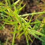 Euthamia graminifolia Feuille