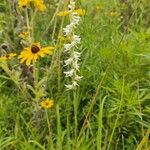 Spiranthes vernalis Květ