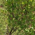 Lonicera etrusca Συνήθη χαρακτηριστικά