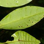 Chrysochlamys glauca Hoja