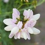 Coronilla varia Flower