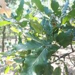 Quercus trojana Feuille