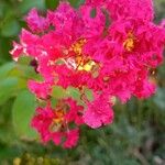 Lagerstroemia indica L.പുഷ്പം