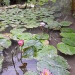 Nymphaea micrantha आदत