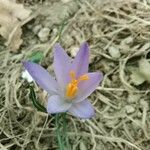 Crocus vernusFlower